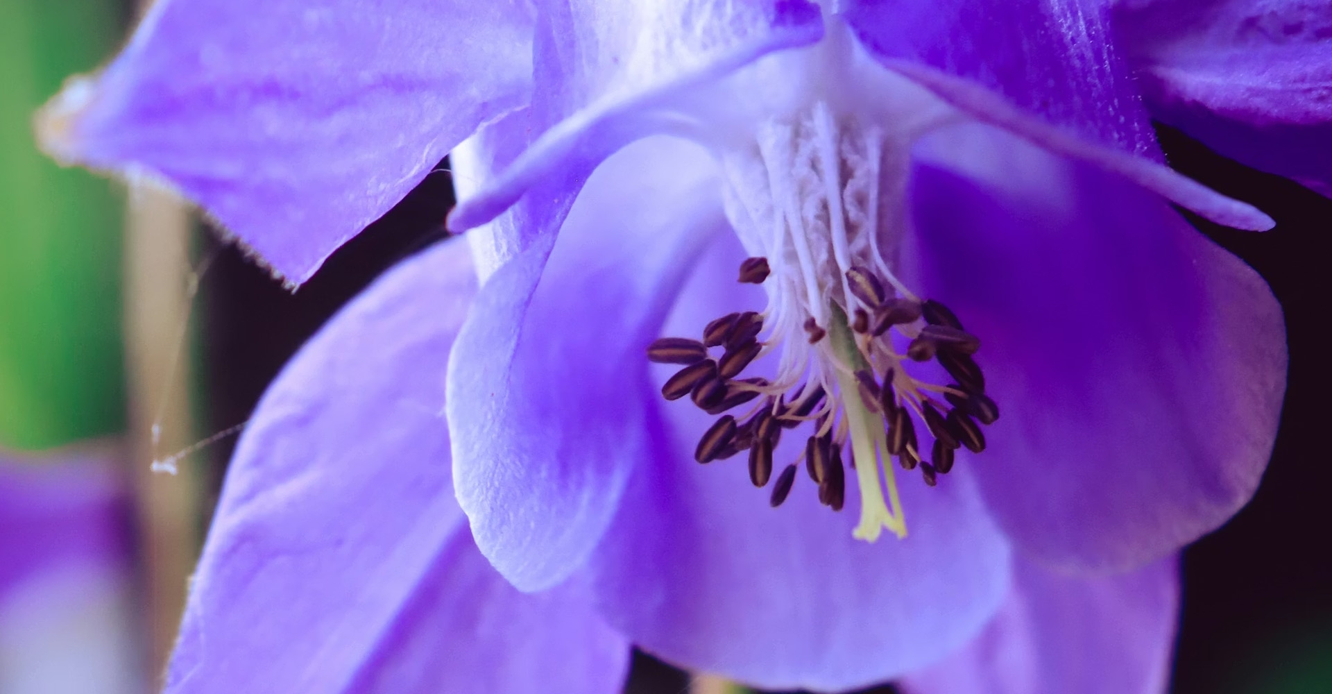 Les foires aux plantes