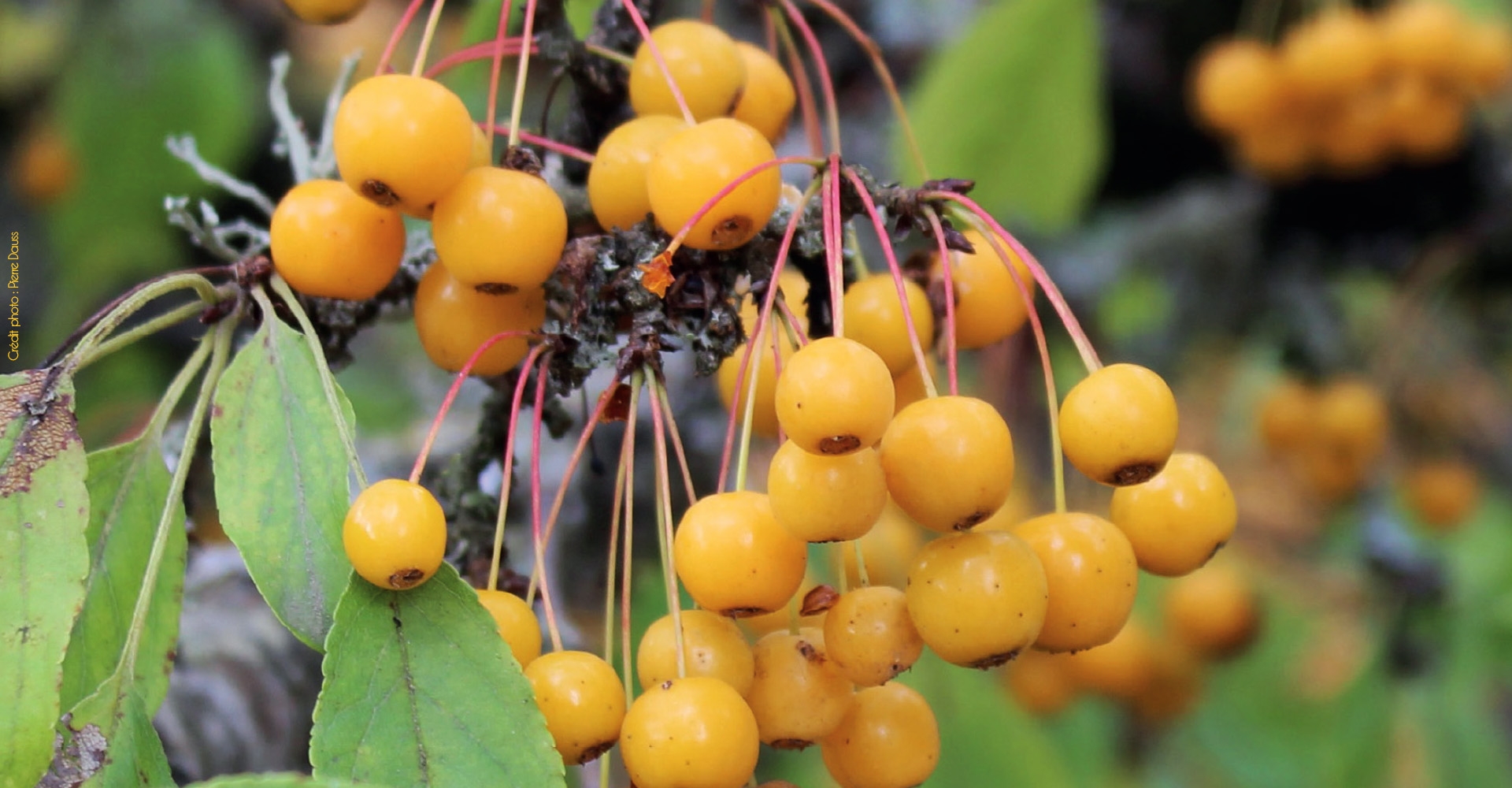 Les foires aux plantes