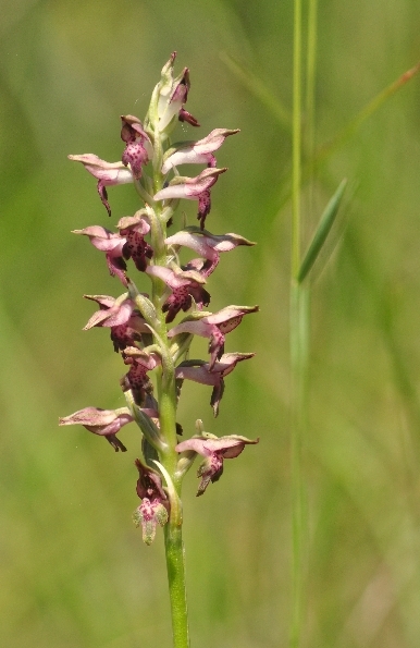 Sortie orchidées tardives du Quercy mai 2026