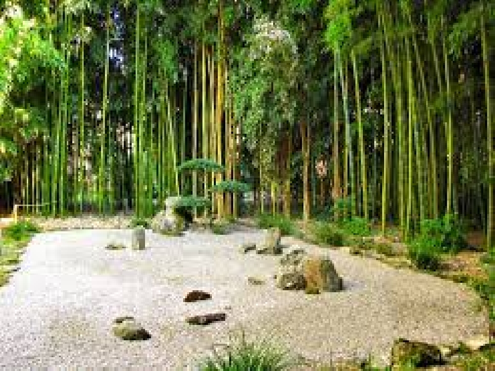 Les Bambous de Planbuisson