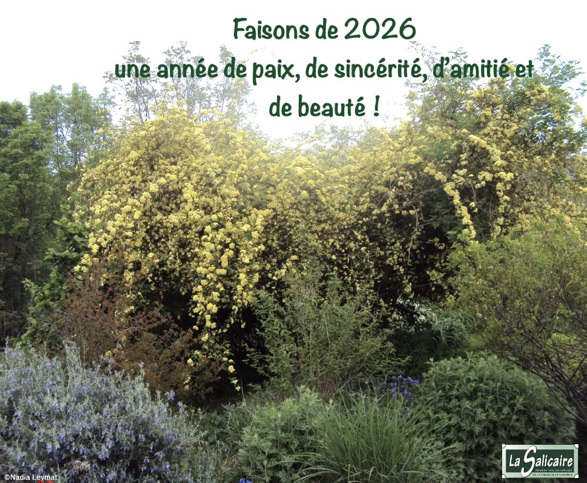 BONNE ANNÉE À TOUTES ET À TOUS