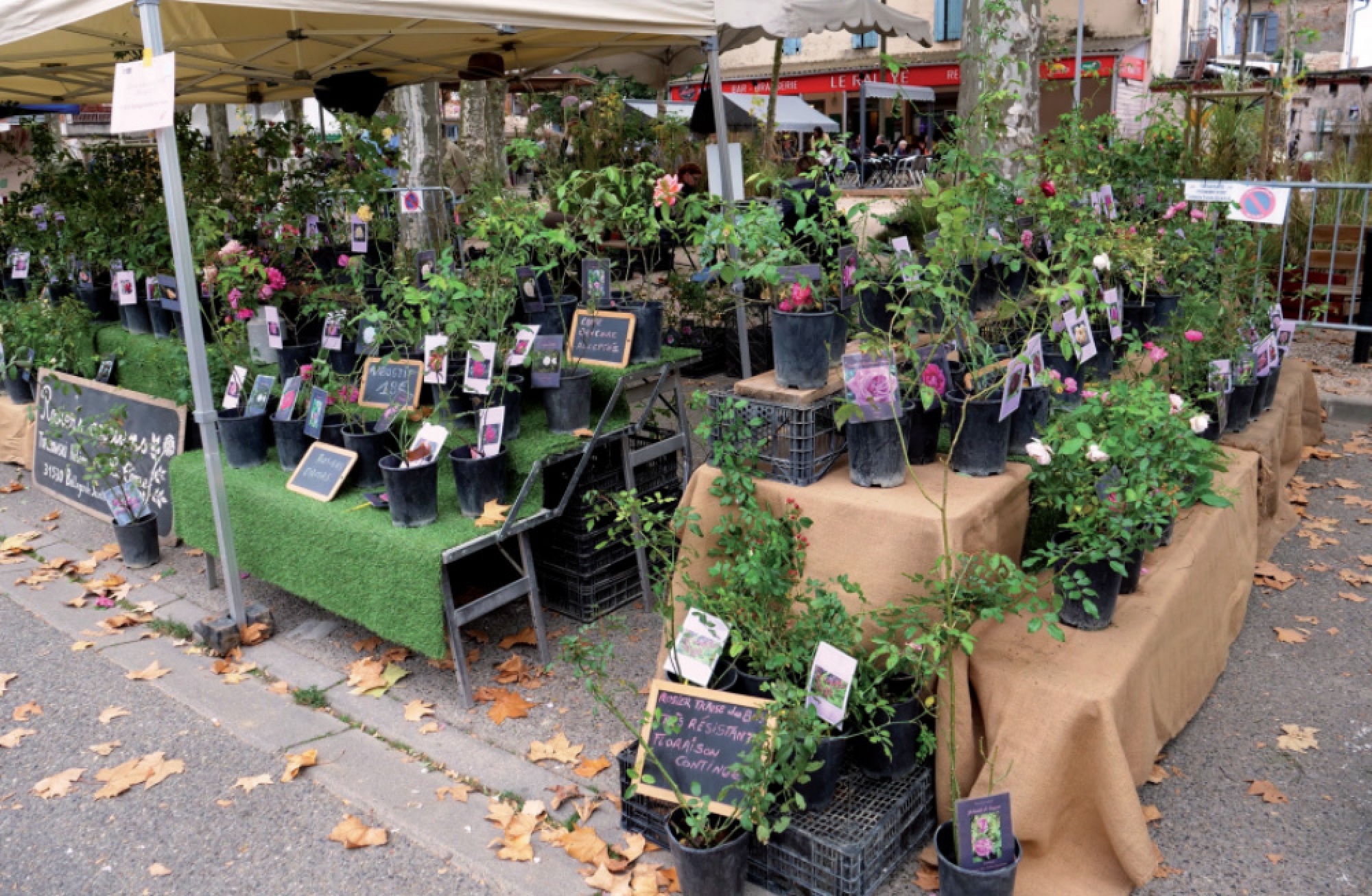 FOIRE AUX PLANTES RARES ET DE COLLECTION
