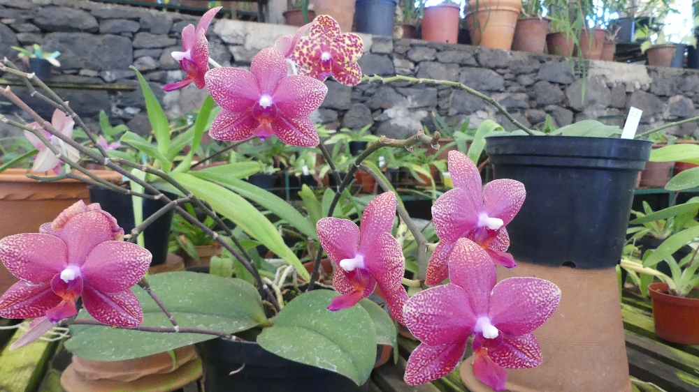 Orchidées Parenthèse Tropicale